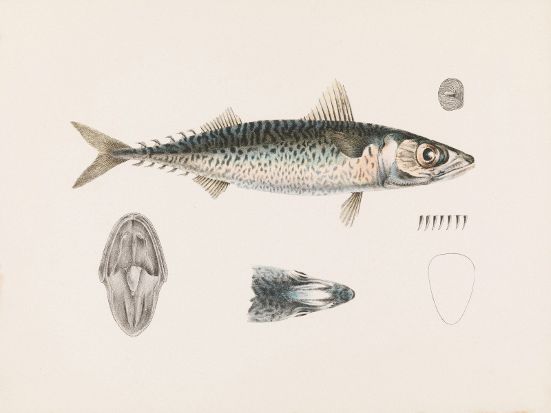 고등어 완전 가이드(클로드)